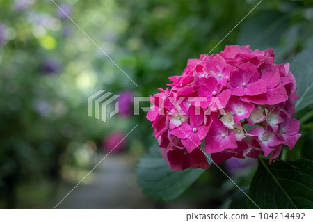Umenomiya Taisha Shrine, a tunnel of hydrangeas in full bloom in the Shinen garden in the rainy season Umenomiya Taisha Shrine, a tunnel of hydrangeas in full bloom in the Shinen garden in the rainy season 104214492