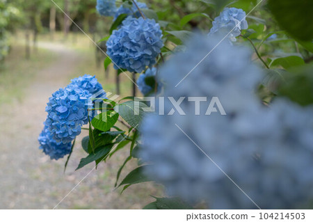 Blue hydrangeas in full bloom at Umenomiya Taisha Shrine and the shrine garden during the rainy season Blue hydrangeas in full bloom at Umenomiya Taisha Shrine and the shrine garden during the rainy season 104214503