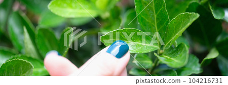 Woman hand with perfect manicure touching green plant leaves with dew drops 104216731