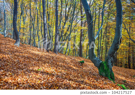 A forest of deciduous trees in the autumn season. A forest of deciduous trees in the autumn season. 104217527
