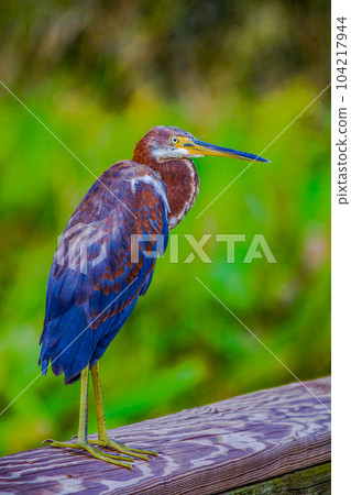 Green Heron Green Heron 104217944