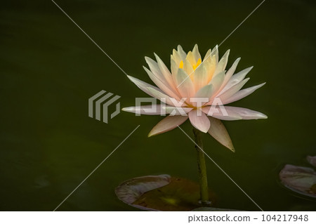 American White Water Lily 104217948