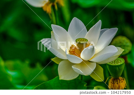 White Sacred Lotus 104217950