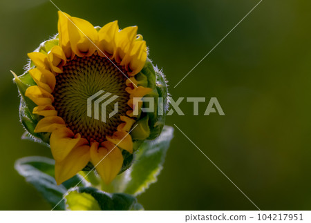 Blooming Sunflower 104217951