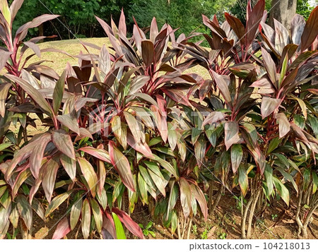 Close up of ti plant  104218013