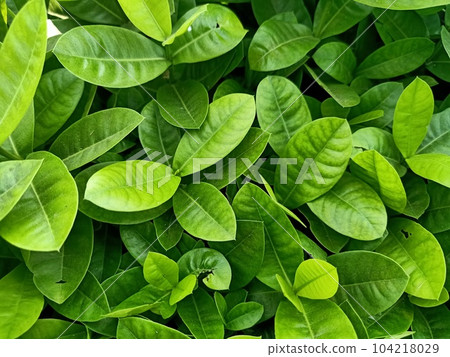 Jungle geranium plant green leaves texture background Jungle geranium plant green leaves texture background 104218029