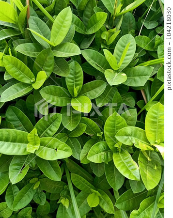 Jungle geranium plant green leaves texture background Jungle geranium plant green leaves texture background 104218030