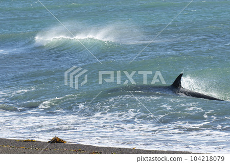 Orca patrolling the coast,Peninsula Valdes, Patagonia Argentina Orca patrolling the coast,Peninsula Valdes, Patagonia Argentina 104218079