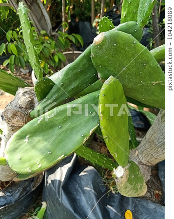 Close up of cochineal nopal cactus plant  104218089