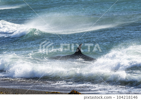 Orca patrolling the coast,Peninsula Valdes, Patagonia Argentina Orca patrolling the coast,Peninsula Valdes, Patagonia Argentina 104218146