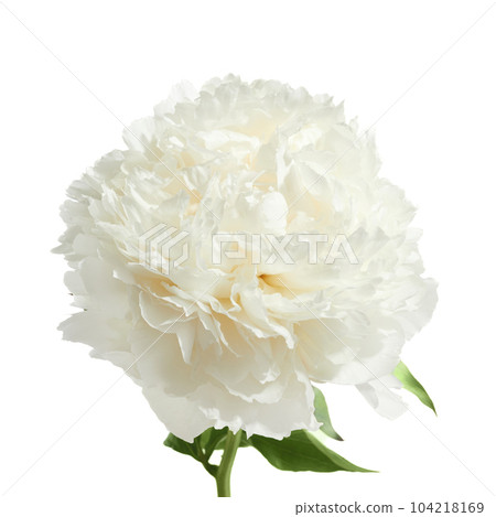 White peony flower isolated on white background White peony flower isolated on white background 104218169