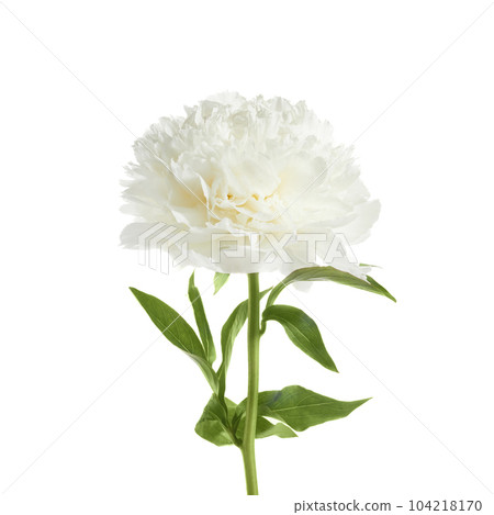 White peony flower isolated on white background 104218170