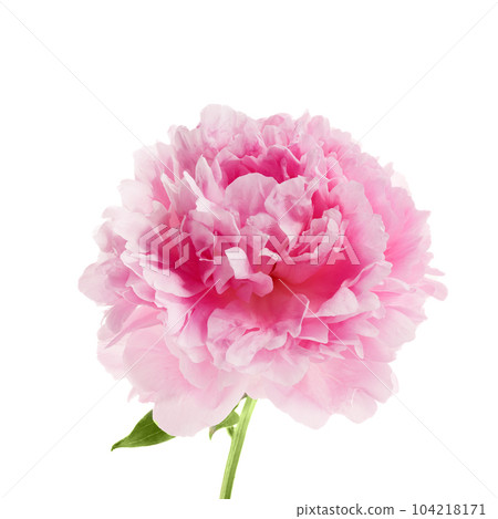 Pink peony flower isolated on white background 104218171