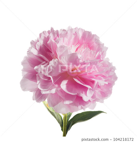 Pink peony flower isolated on white background 104218172