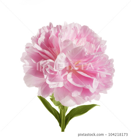 Pink peony flower isolated on white background 104218173