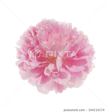 Pink peony flower isolated on white background 104218174