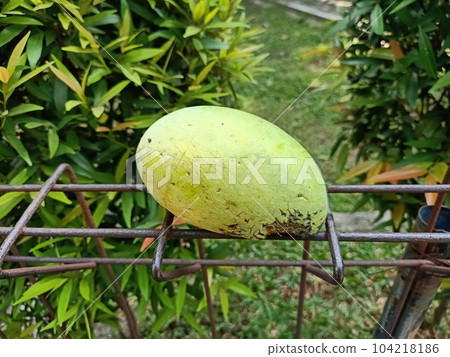 Close up of mango fruit on fence  104218186