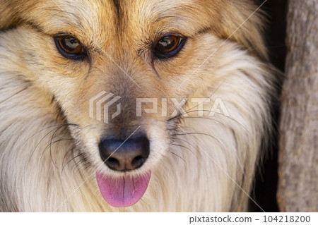 Closeup portrait of cute mutt dog. The muzzle of a mongrel with red hair Closeup portrait of cute mutt dog. The muzzle of a mongrel with red hair 104218200