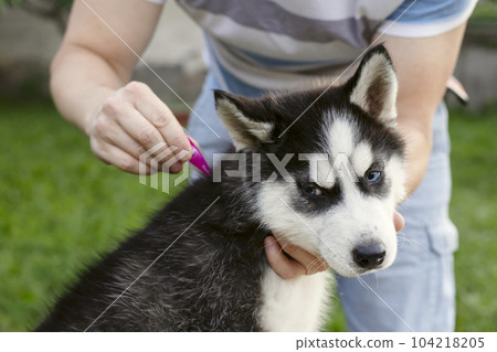 Close up of man dripping a parasite remedy on the withers of his dog Close up of man dripping a parasite remedy on the withers of his dog 104218205