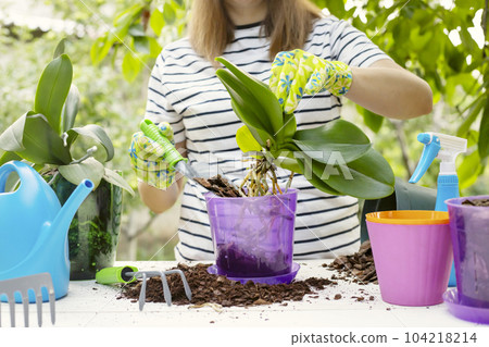 Transplant plants orchids. Woman is transplanting orchids plant into the new pot Transplant plants orchids. Woman is transplanting orchids plant into the new pot 104218214