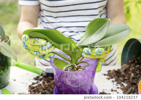 Transplant plants orchids. Woman is transplanting orchids plant into the new pot 104218237