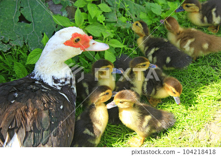 Muscovy duck hen with ducklings in the poultry 104218418
