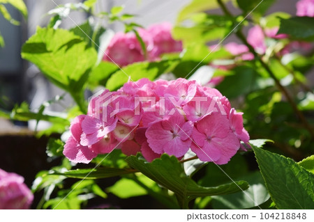 Hydrangea in my home 2023 Hydrangea in my home 2023 104218848