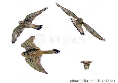 飛行中紅隼的剪輯圖像 104218884