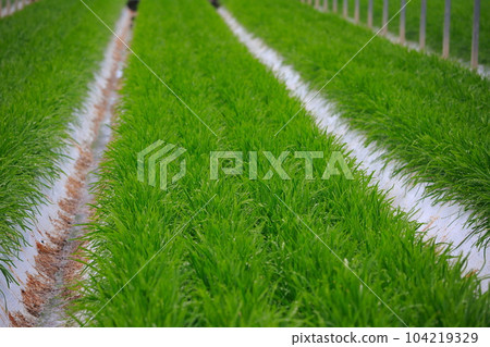 Nura's house cultivation Nura's house cultivation 104219329