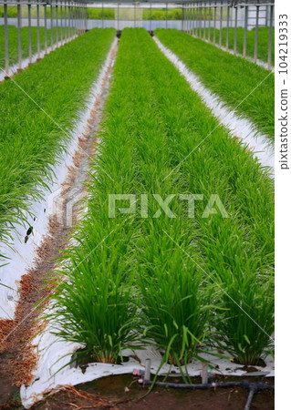 Nura's house cultivation Nura's house cultivation 104219333