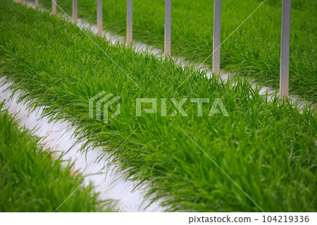 Nura's house cultivation Nura's house cultivation 104219336