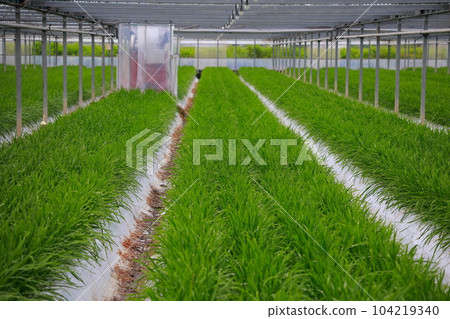 Nura的房子種植 104219340