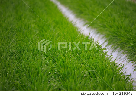 Nura's house cultivation Nura's house cultivation 104219342
