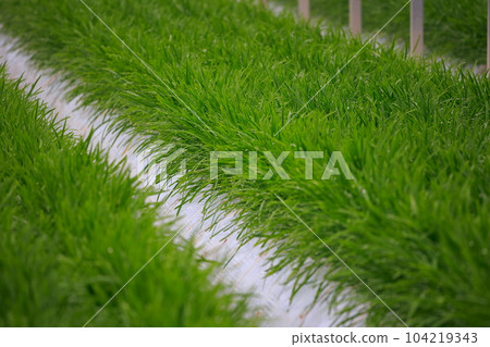 Nura's house cultivation Nura's house cultivation 104219343