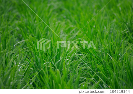 Nura's house cultivation Nura's house cultivation 104219344