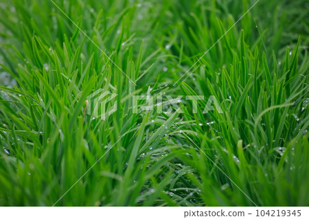 Nura's house cultivation Nura's house cultivation 104219345