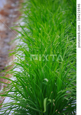 Nura's house cultivation Nura's house cultivation 104219346