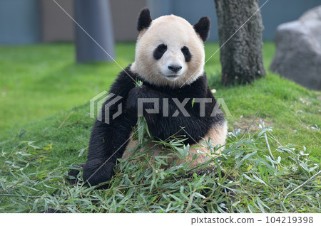 梅濱美味地吃著竹子 梅濱美味地吃著竹子 104219398