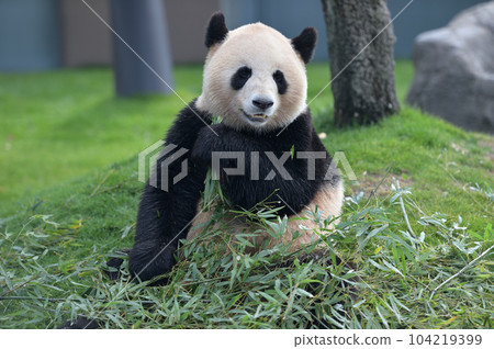 梅濱美味地吃著竹子 梅濱美味地吃著竹子 104219399