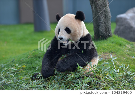 梅濱美味地吃著竹子 梅濱美味地吃著竹子 104219400