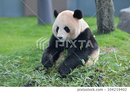 梅濱美味地吃著竹子 104219402