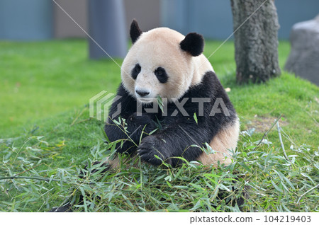 梅濱美味地吃著竹子 梅濱美味地吃著竹子 104219403