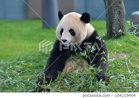 梅濱美味地吃著竹子 梅濱美味地吃著竹子 104219404