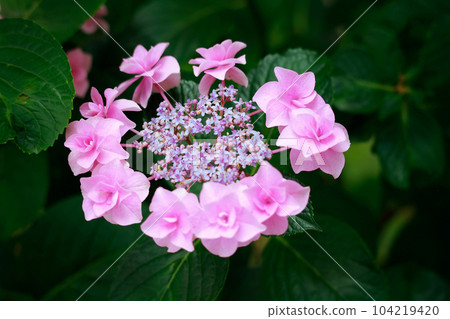 野市的繡球花 104219420