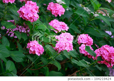 野市的繡球花 野市的繡球花 104219424