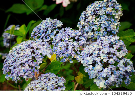 Hydrangea in Noichi 104219430