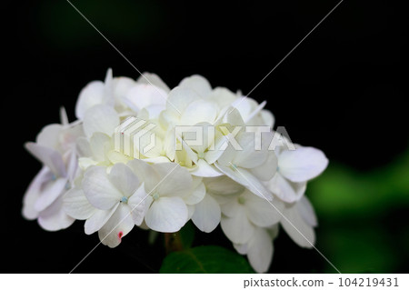 Hydrangea in Noichi 104219431