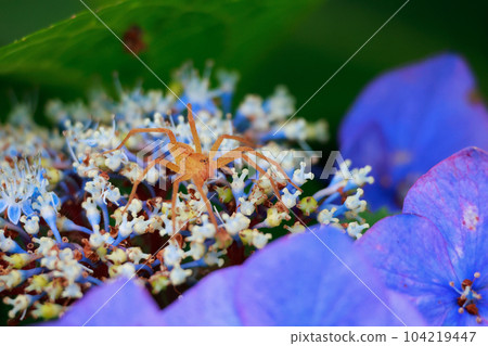 Hydrangea and spider 104219447