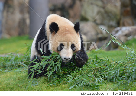 海灘美味地吃竹子 104219451