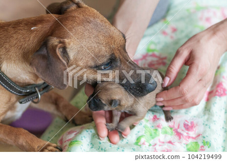 Small puppy looking up while woman holding cute dog. Little pet taking rest at cozy home. 104219499
